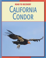 California_Condor