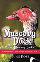 Muscovy_Duck