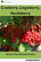 Cranberry__Lingonberry__Huckleberry__Berries_From_Ericaceae_Family