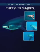 Thresher_Sharks