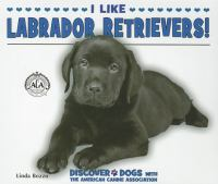 I_like_labrador_retrievers_