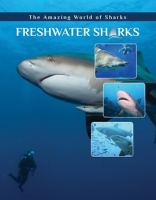 Freshwater_Sharks
