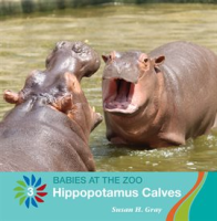 Hippopotamus_Calves
