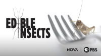 Edible_Insects