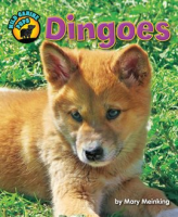 Dingoes