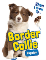 Border_Collie_Puppies