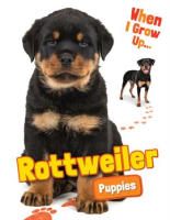 Rottweiler_Puppies